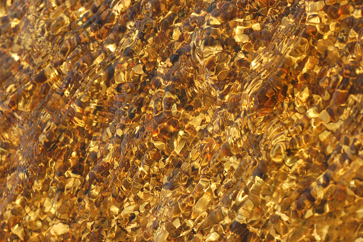 rocks and mussels in a shallow stream