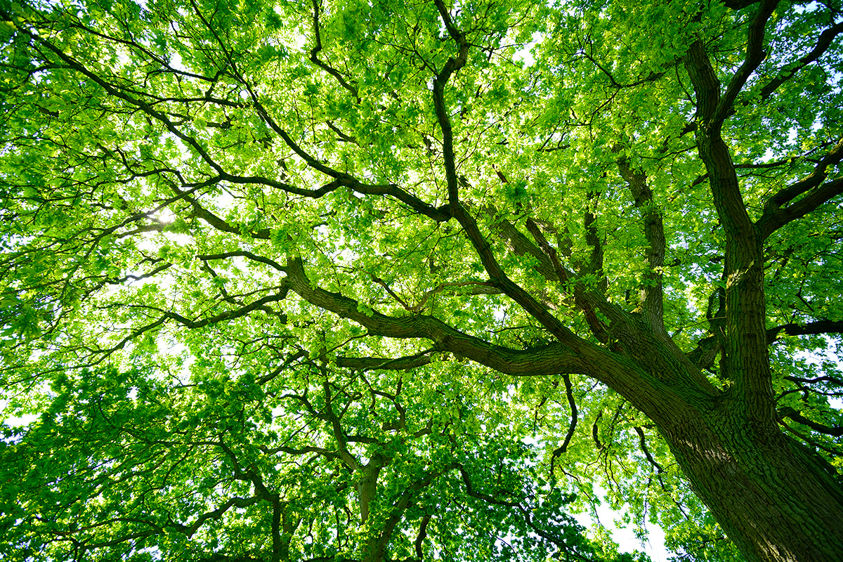 treetops with sun shining through