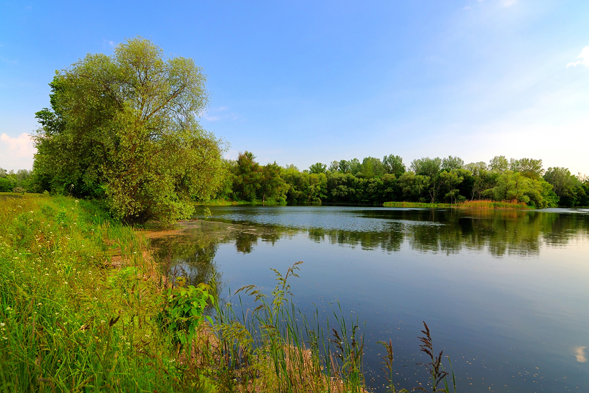 riverbank with lush trees and flowers